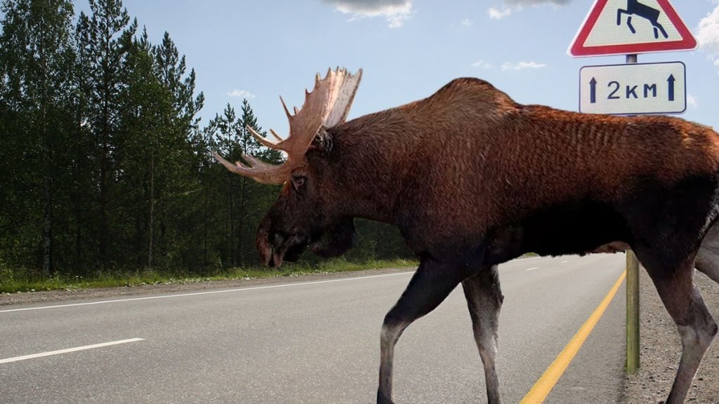 Штраф за сбитие лося на дороге